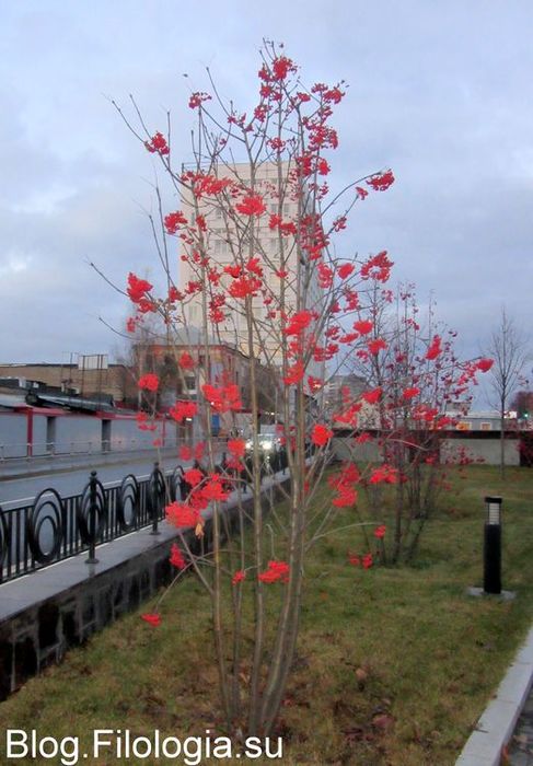 Декоративные деревья с ярко красными ягодами. Но не рябина.