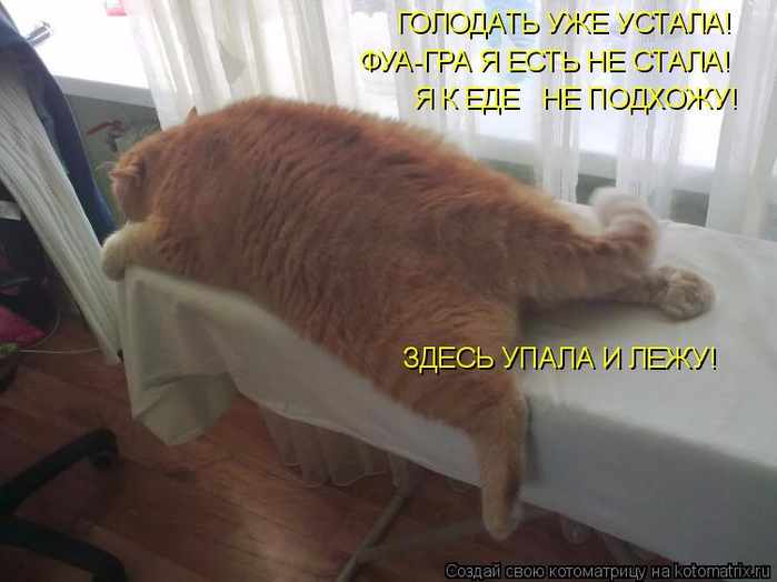 kotomatritsa_L (700x524, 299Kb)