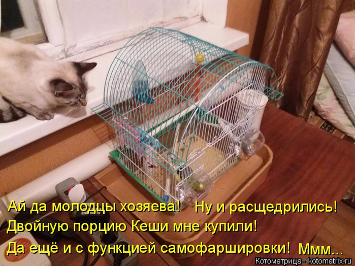 kotomatritsa_R (2) (700x524, 434Kb)