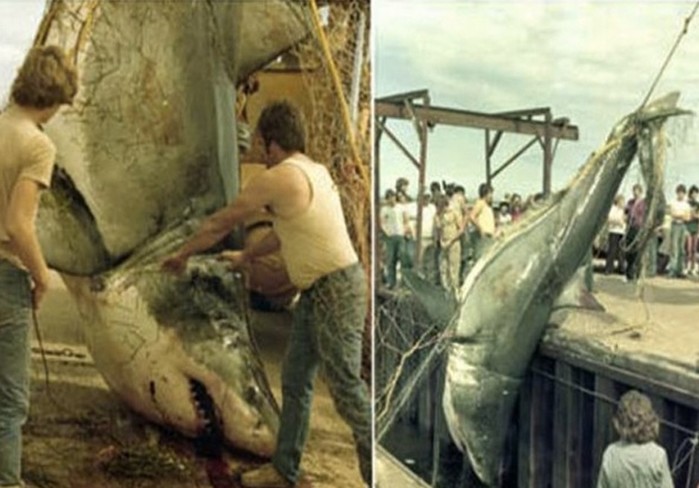 Самые большие акулы, пойманные в истории