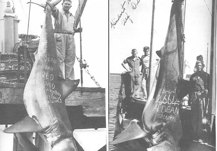Самые большие акулы, пойманные в истории