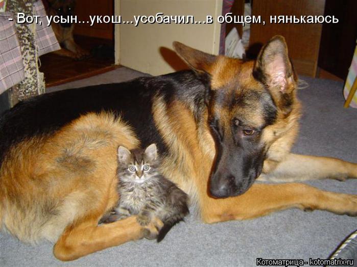 kotomatritsa_gv (700x524, 60Kb)