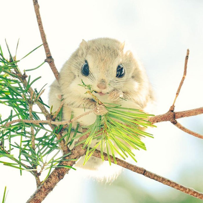 7 самых милых животных острова Хоккайдо, которые могут съесть других милых животных