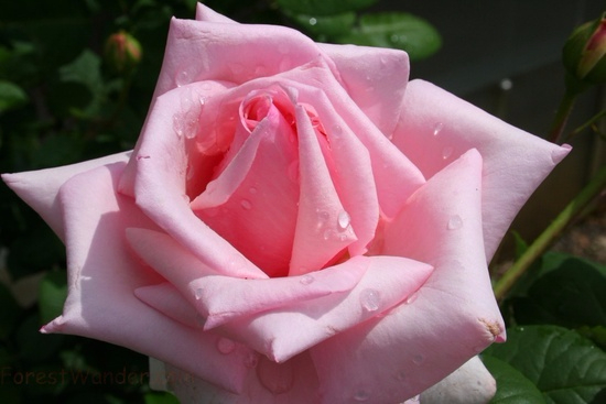 pink-rose (500x400, 151Kb)