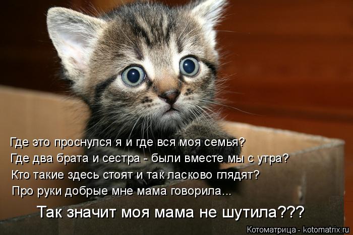 kotomatritsa_I2 (700x467, 61Kb)