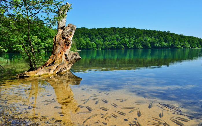 Croatia-Spring-in-Plitvice-Plitvice-Lakes-clear-water-green-forest-blue-sky-Paradise-Beauty-Desktop-HD-Wallpaper-2560x1600-1440x900 (700x437, 416Kb)