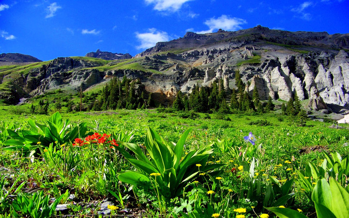 Rocky-mountain-tops-green-meadow-flowers-mountain-National-Park-Uncompahgre-Yankee-Boy-Basin-is-alpine-basin-in-Ouray-County-Colorado-USA-3840x2400-1440x900 (700x437, 536Kb)