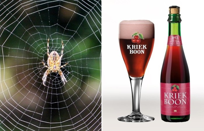Как самые обычные пауки хранят секрет лучшего бельгийского пива
