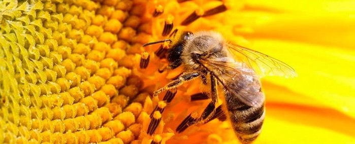 Интересные факты о пчелах и пчеловодстве