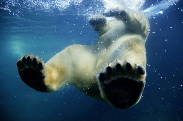 Необычные фотографии сухопутных животных, застигнутых за плаванием