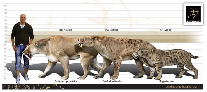 Мегафауна Земли: самые крупные животные планеты — современные и древние