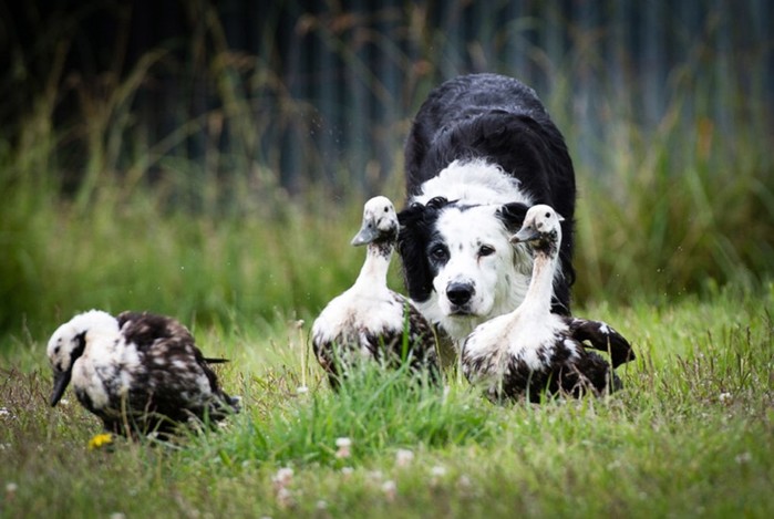 Конкурс собачьей фотографии Kennel Club Dog Photographer