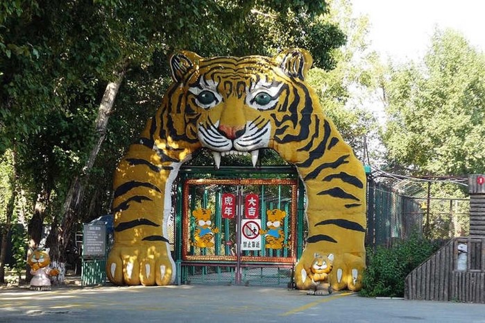 Парк Сибирских тигров в китайском Харбине