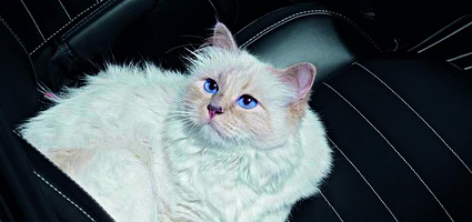4843185_1__choupettesocialcatHERO (425x200, 158Kb)