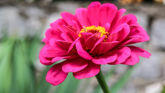 IMG_7481 (700x393, 247Kb)