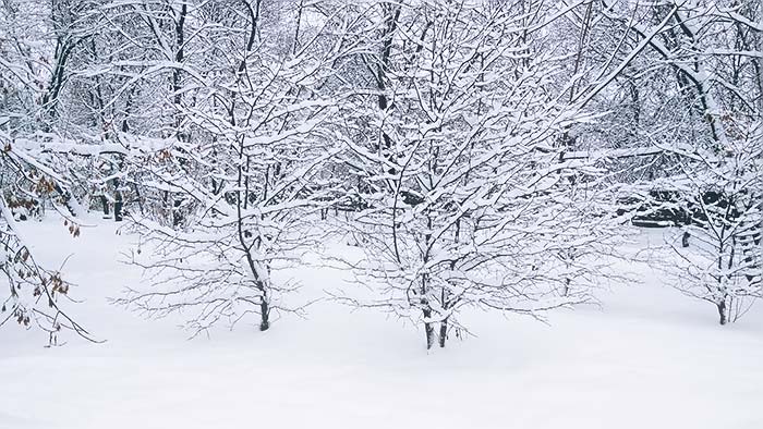 IMG_20180131_145119 (700x394, 84Kb)