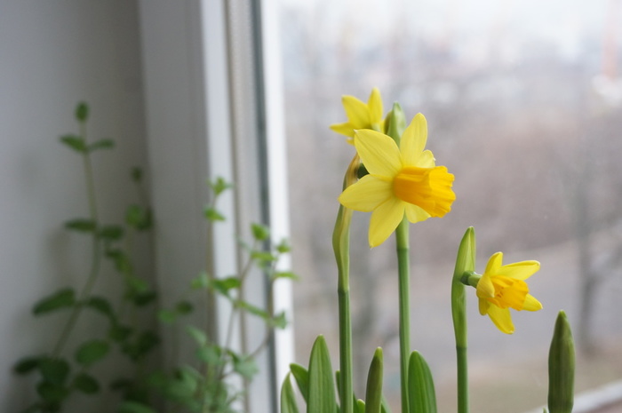 DSC00668 (700x465, 66Kb)