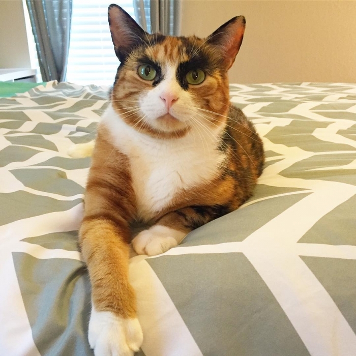 4843185_3__EyebrowCat14 (700x700, 289Kb)