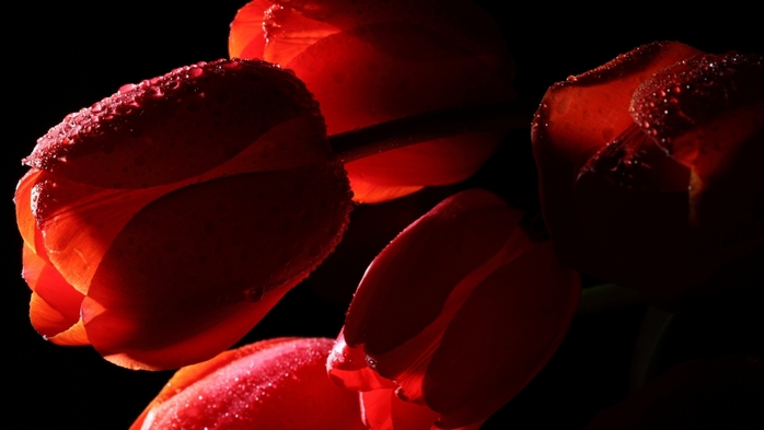 5230261_t4 (700x393, 128Kb)