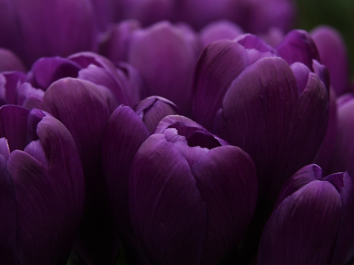 5230261_t16 (700x525, 177Kb)