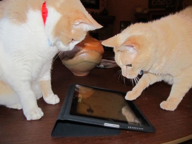 pnn-cats-playing-on-i-pad (640x480, 79Kb)