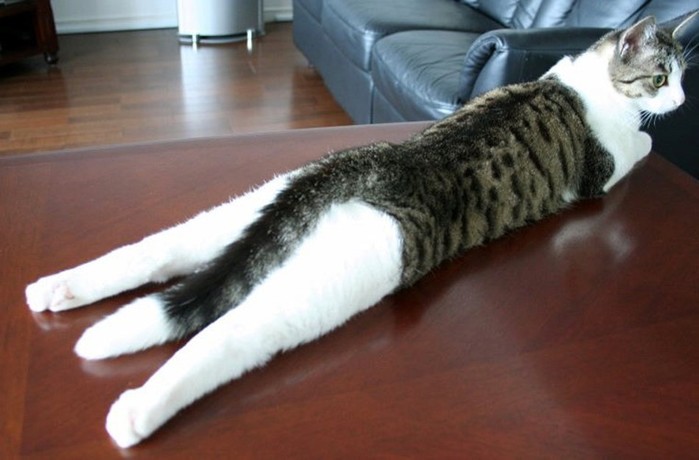 Всемирный флешмоб: фотоконкурс на самую длинную кошку