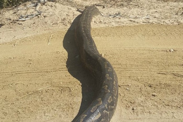 «Лежачий полицейский» по африкански: огромная змея перегородила дорогу (видео)