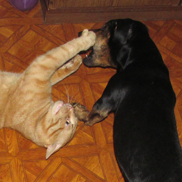 Рыжий кот и чёрный пёс/683232_u_stomatologa (700x700, 355Kb)