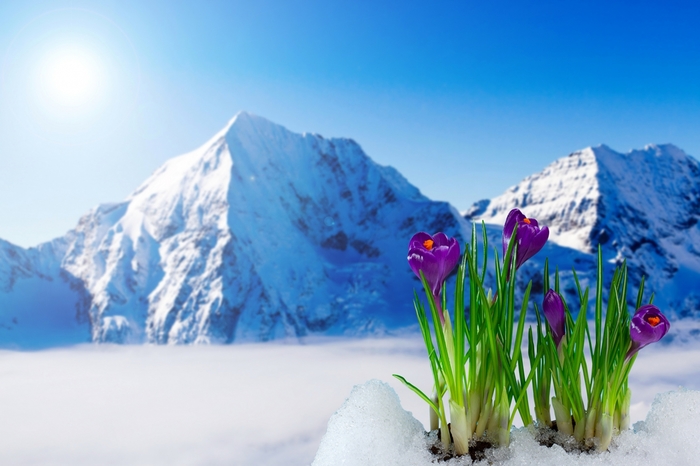 5320643_Scenery_Crocuses_411080 (700x466, 191Kb)