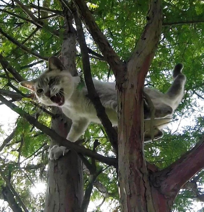 Американский пенсионер стал серийным спасатель котов: он снимает животных с деревьев