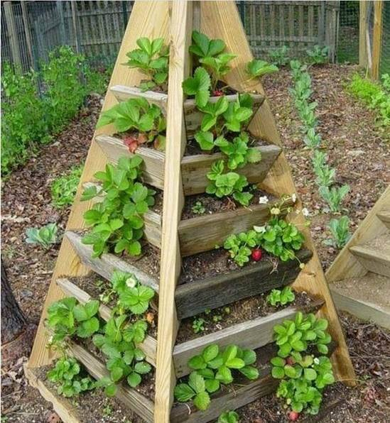 Creative-Idea-of-Home-Gardening-Triolife-Plant-Pyramid-10 (549x596, 346Kb)