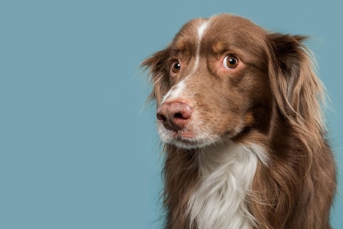 Элке Фогельсанг: фотографии с эмоциями собак 