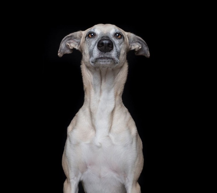 Элке Фогельсанг: фотографии с эмоциями собак 