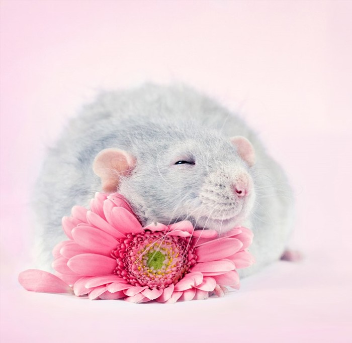 Очаровательные крысиные портреты: фотограф Диана Оздамар
