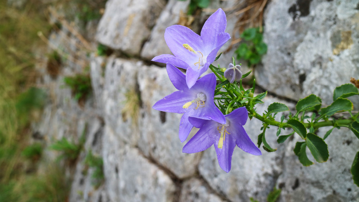IMG_7576 (700x393, 295Kb)