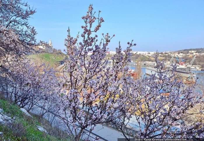 Весенние цветы, или Зачем ехать в Крым в марте