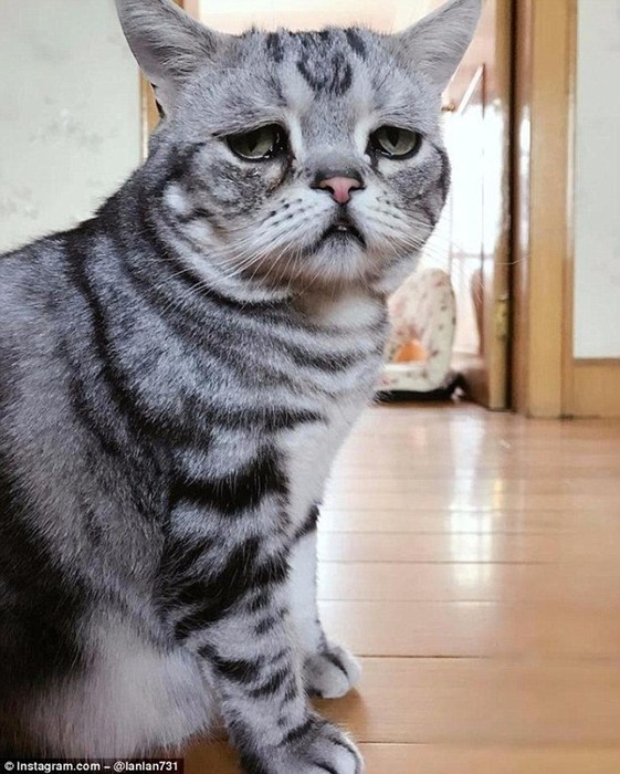 Самая грустная кошка в мире по кличке Луху