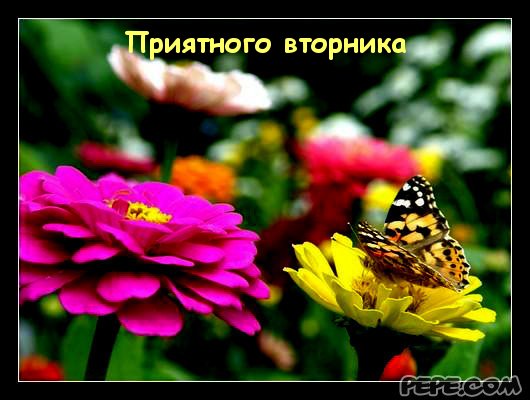 3470549_ (530x400, 41Kb)