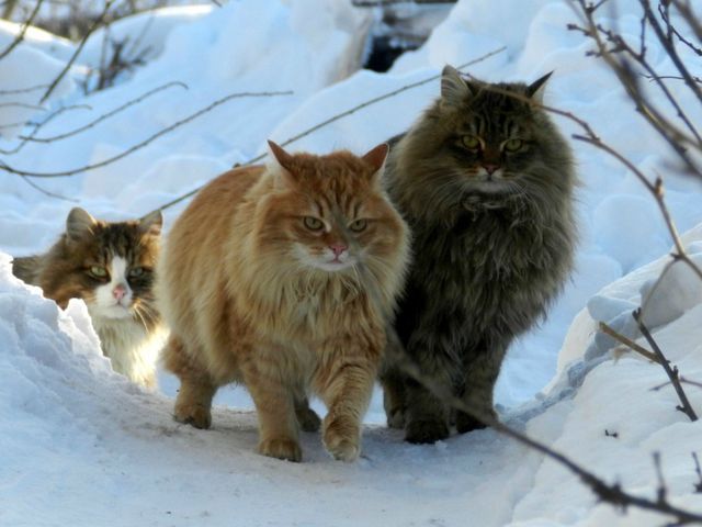 1494130992129187237 (640x480, 44Kb)