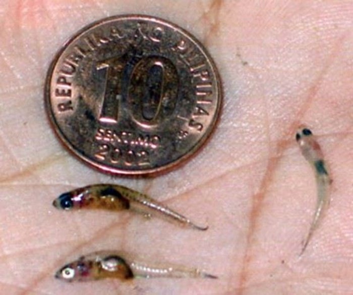 Самые маленькие рыбки в мире: как они называются и где водятся