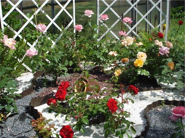Красивые цветники с розами10 (640x480, 384Kb)