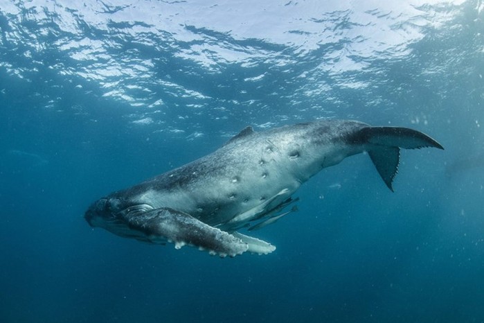 Рай на земле: Королевство Тонга и горбатые киты