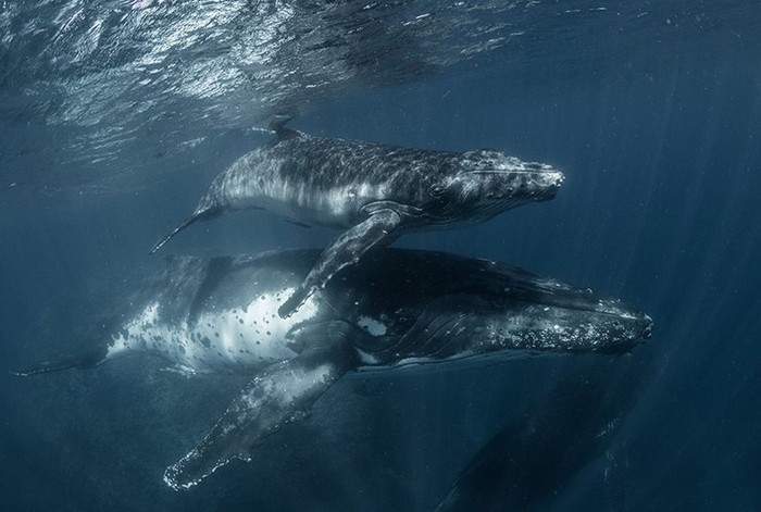 Рай на земле: Королевство Тонга и горбатые киты