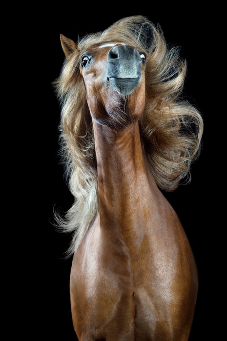 Флекки и другие стильные лошади на фотографиях Вибке Хаас
