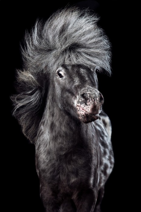 Флекки и другие стильные лошади на фотографиях Вибке Хаас