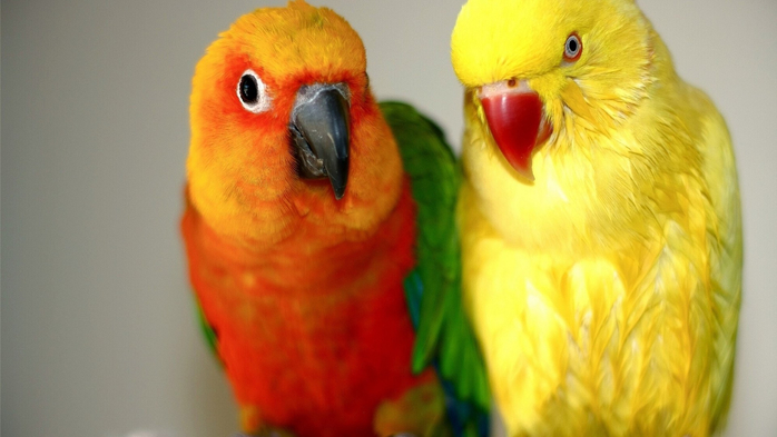 !Как Вы относитесь к попугаям! (700x393, 243Kb)