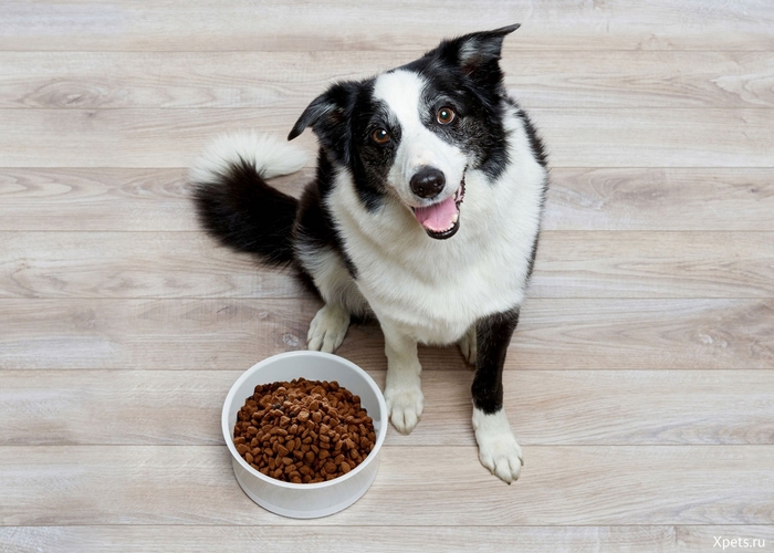 3925073_1493435626_obedog_dogfood_boardercollie_15581_5 (700x500, 235Kb)
