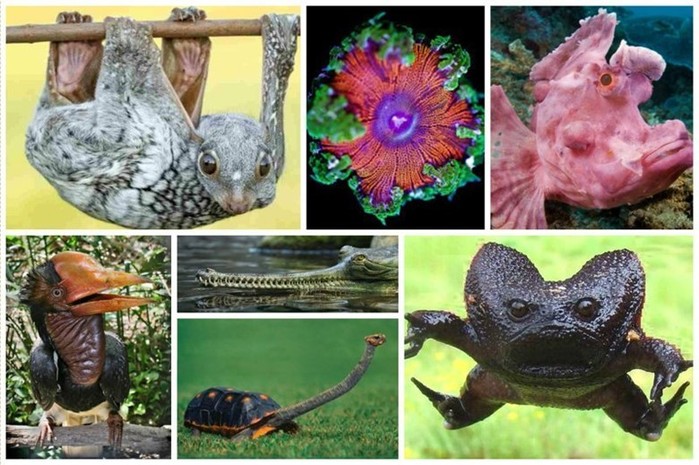 20 очень странных животных, обитающих на нашей планеты