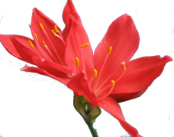 24 (250x198, 69Kb)
