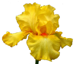 31 (250x212, 75Kb)